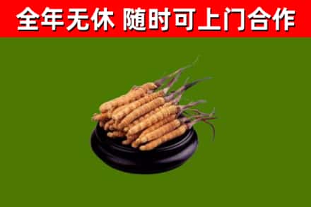 龙口市回收散虫草