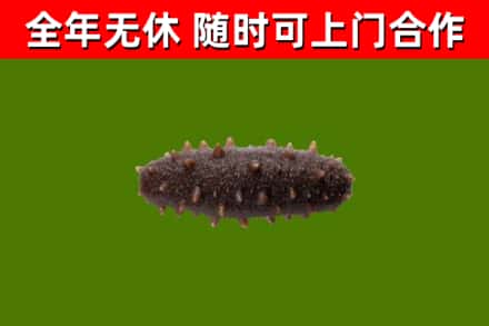 龙口市回收海参干